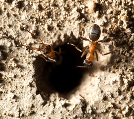 ant in nature. macro