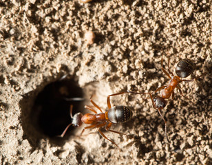 ant in nature. macro