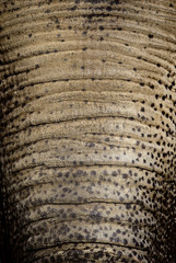 skin on a trunk of an elephant
