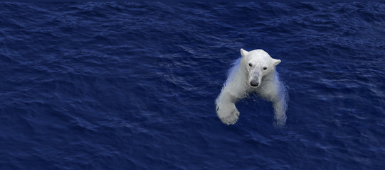 Ours polaire nageant, ours blanc dans l& 39 eau