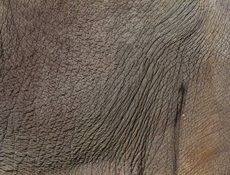 Elephant skin, full frame shot