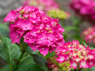 Hortensia rose