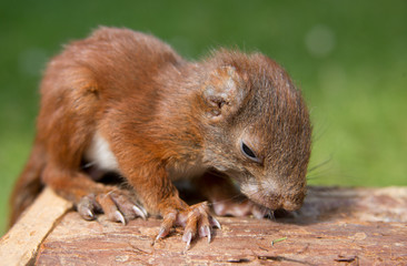 winziges Eichhörnchen