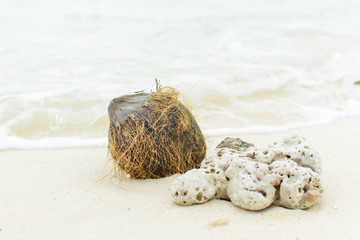 shell ,coral and coconut on beach