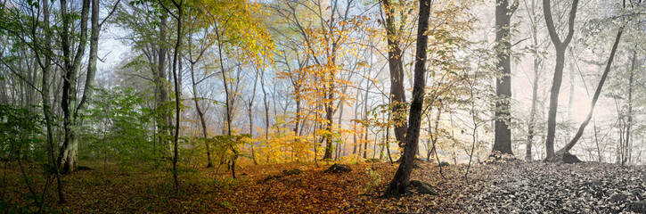 Beautiful morning scene in the forest,  panorama changing season