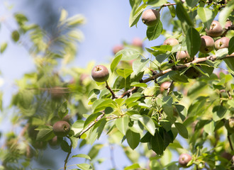 pears on the tree in nature