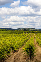 Fototapeta na wymiar Beautiful Vineyard landscape