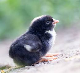 Fototapeta premium little chicken on the nature