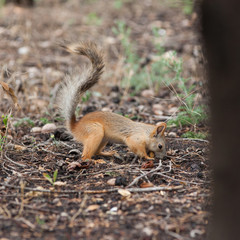 Squirrel