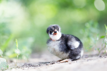 little chicken on the nature