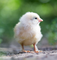 little chicken on the nature