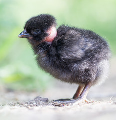 little chicken on the nature