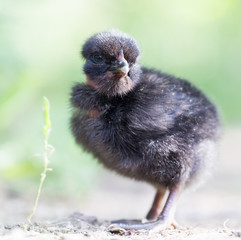 little chicken on the nature