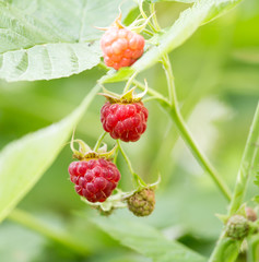 ripe raspberry on bush on nature
