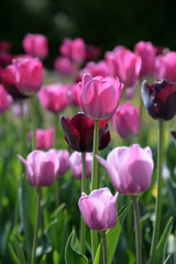Fototapeta premium Tulpenbeet