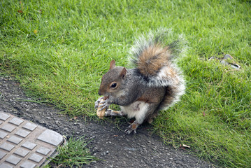 Squirrel eating a nut