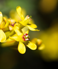 Fototapeta na wymiar beautiful little yellow flowers in nature. macro