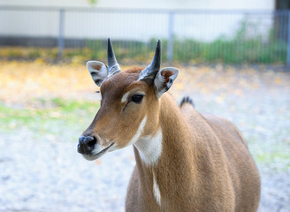 Young nilgai antelope