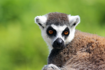 Lemur