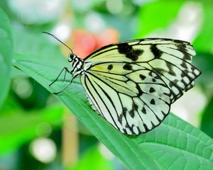 Beautiful Wings