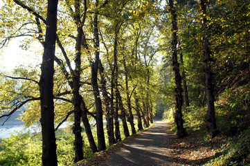 Obraz premium Weg an der Elbe im Elbsandsteingebirge