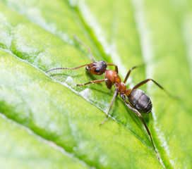 ant in nature. macro