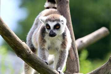Lemur