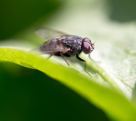 fly in nature. macro