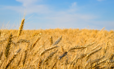 Fototapeta premium Close-up of golden wheat ears ready for harvest