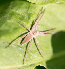 spider in nature. macro