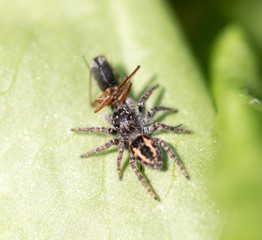 spider eating an ant. macro