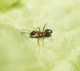 ant in nature. macro