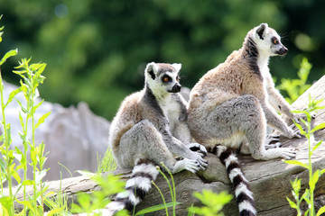 Lemurs