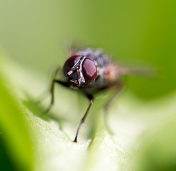 fly in nature. macro