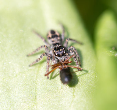 spider eating an ant. macro