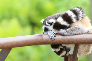 Sleeping Lemur