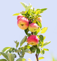 ripe apples on the tree
