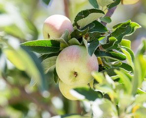 ripe apples on the tree
