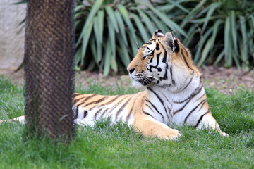 Fototapeta premium Tiger