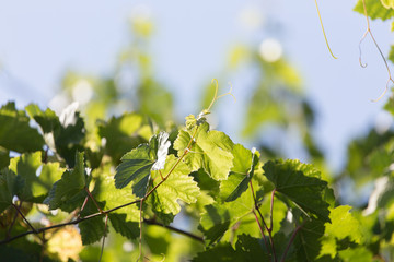 young grapes on nature