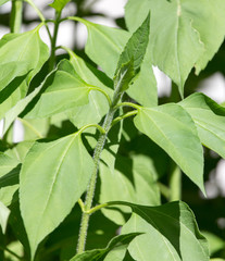 Jerusalem artichoke leaves in nature