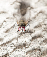 fly. macro