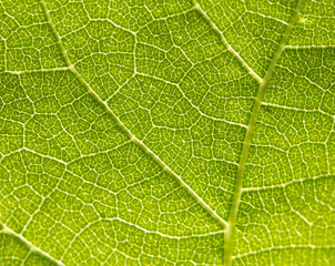 Background of the green sheet. macro