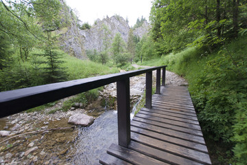 Górski wąwóz © Piotr Szpakowski