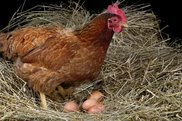Blackout roller blinds Chicken hen eggs four