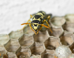 Wasp Nest with Pupae