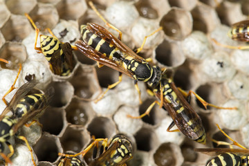 Wasp Nest with Pupae
