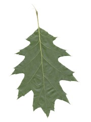 green leaf of red oak tree