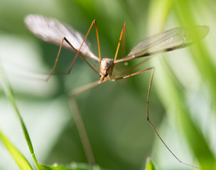 mosquito in the grass outdoors. macro