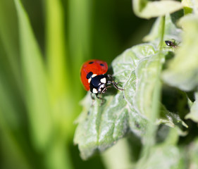 ladybug on grass in nature. macro